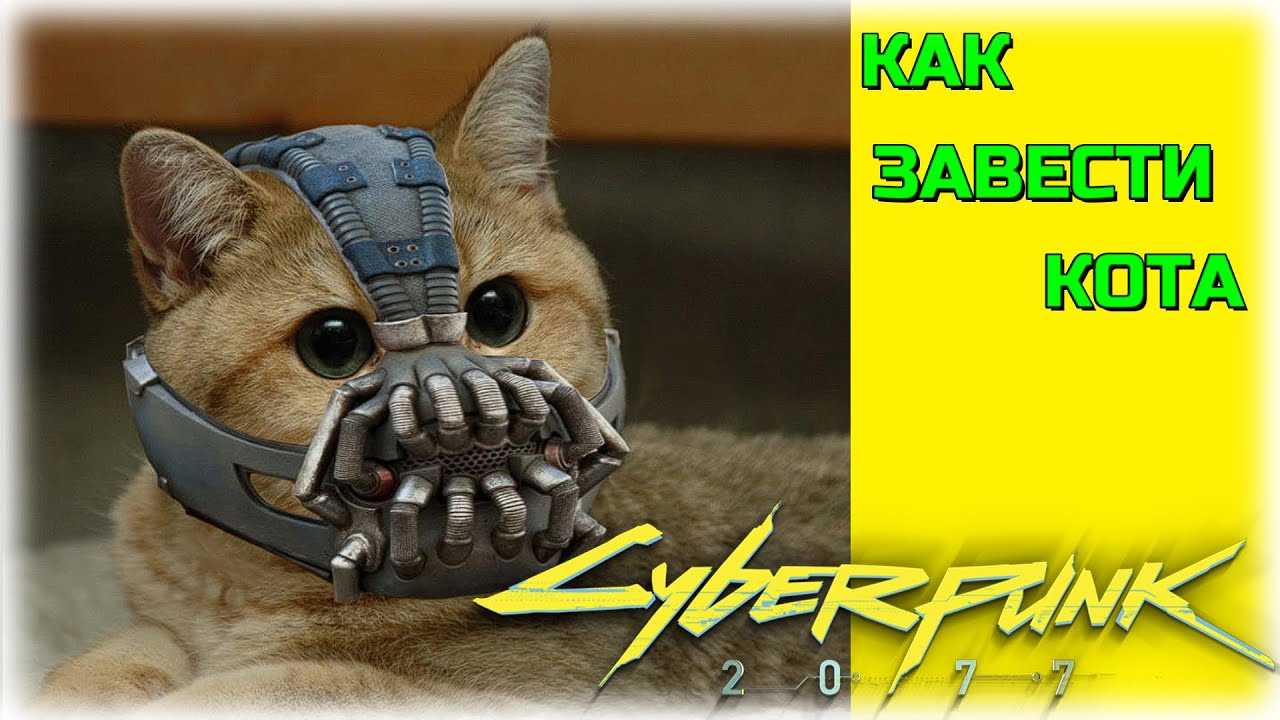 Cyberpunk 2077: где найти домашнего кота