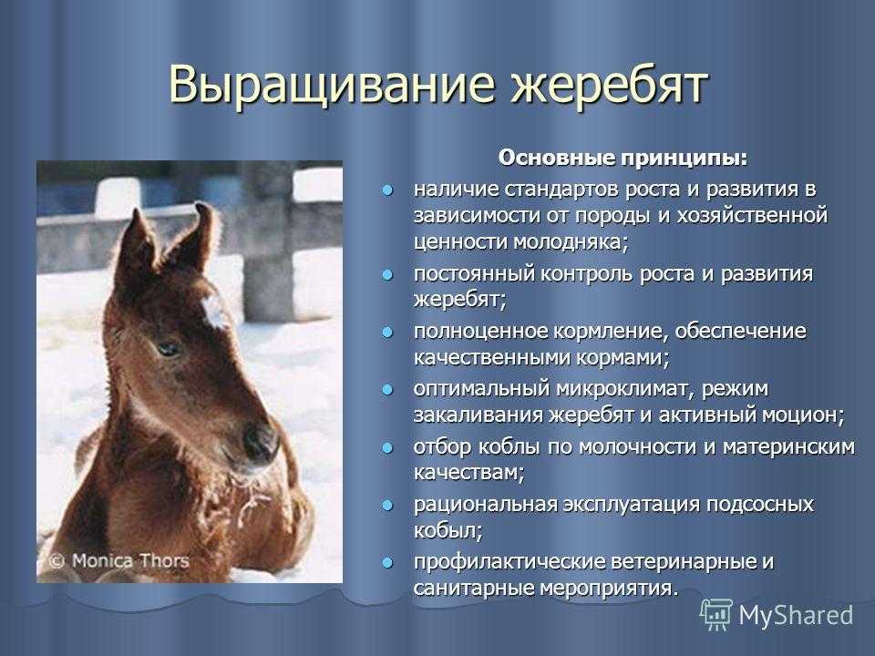 Из этой статьи вы узнаете все о разведении и скрещивании лошадей, особенностях получения цвета и проч