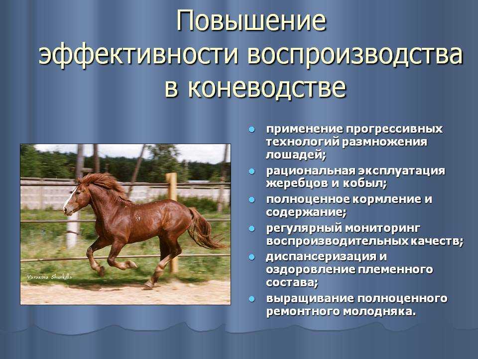 Разведение лошадей: особенности спаривания и селекции